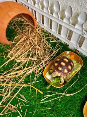 Pet Sulcata Tortoise with enclosure etc.