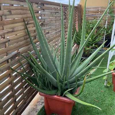 BIG aloe vera plant