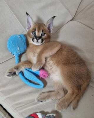 serval, savannah and caracal kittens available