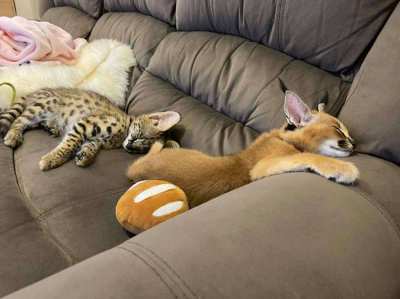 serval, savannah and caracal kittens available