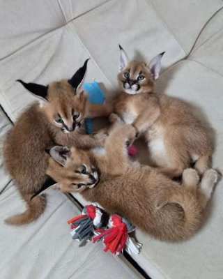 serval, savannah and caracal kittens available