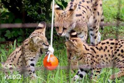 Serval kittens available for sale