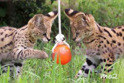 Serval kittens available for sale