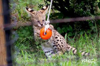 Serval kittens available for sale