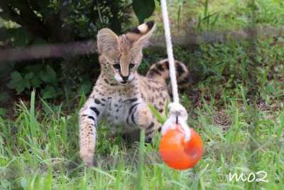 Serval kittens available for sale