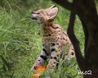 Serval kittens available for sale