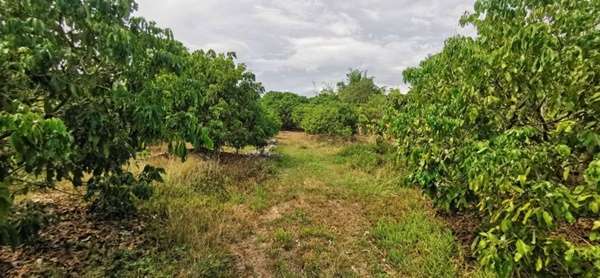 Prime Land in San Pa Tong, Chiang Mai 