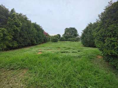 Beautiful Mountain View 3-2-0 Rai Near Khao Kalok Beach - Fruit Trees