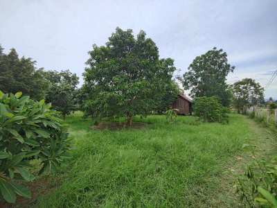 Beautiful Mountain View 3-2-0 Rai Near Khao Kalok Beach - Fruit Trees