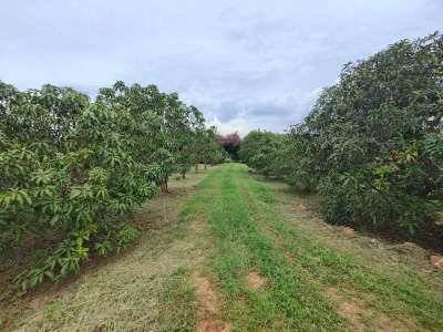 Beautiful Mountain View 3-2-0 Rai Near Khao Kalok Beach - Fruit Trees