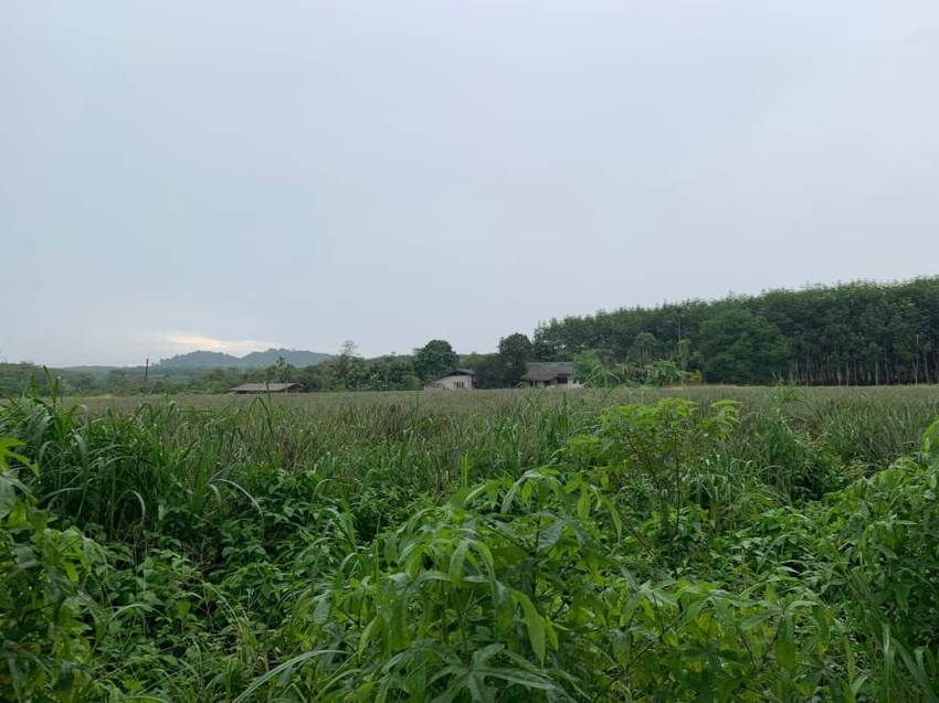 Land for sale in Trat Province (Owners Post)