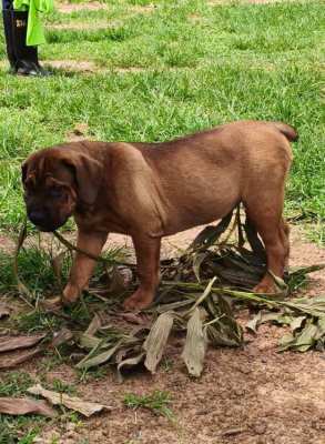 Rottweiler x African boerbel puppies 