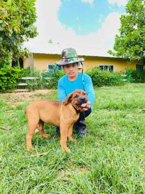 Rottweiler x African boerbel puppies 