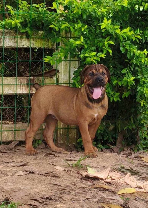 Rottweiler x African boerbel puppies 