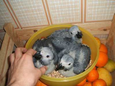 *Talking, Healthy Parrots and Eggs Available*