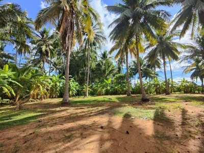 Hot! Nice Mountain View 6-0-0 Rai Coconut Plantation -Banana - Mango 