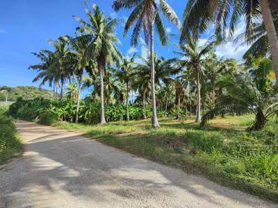 Hot! Nice Mountain View 6-0-0 Rai Coconut Plantation -Banana - Mango 