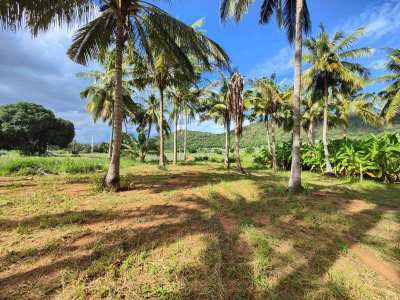 Hot! Nice Mountain View 6-0-0 Rai Coconut Plantation -Banana - Mango 