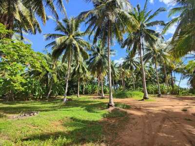 Hot! Nice Mountain View 6-0-0 Rai Coconut Plantation -Banana - Mango 