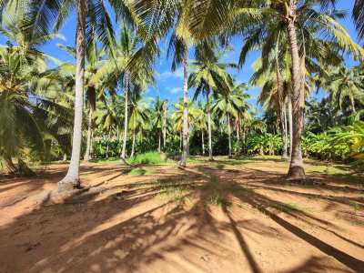 Hot! Nice Mountain View 6-0-0 Rai Coconut Plantation -Banana - Mango 