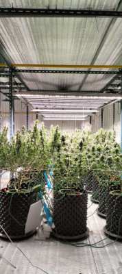 Cannabis farm for sale