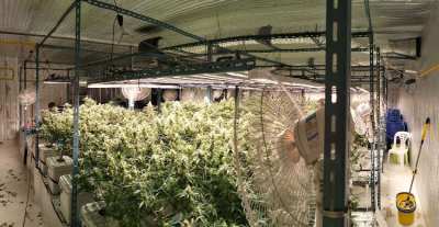 Cannabis farm for sale