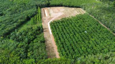 Agricultural Durian land with prepared house site.