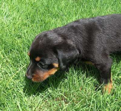 Rottweiler Puppies for Sale