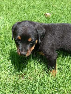 Rottweiler Puppies for Sale