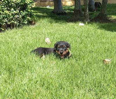 Rottweiler Puppies for Sale