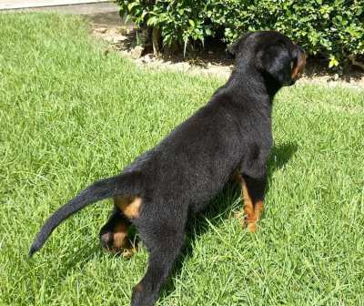 Rottweiler Puppies for Sale