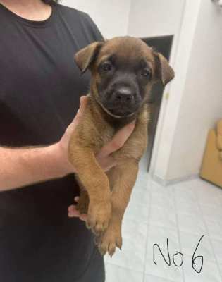 KNPV line Malinois for Sale from Imported Parents