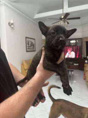 KNPV line Malinois for Sale from Imported Parents