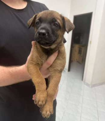 KNPV line Malinois for Sale from Imported Parents