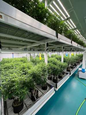 350,000 THB/mth. For Rent: Vertical Indoor Cannabis Farm in Mahasarakh