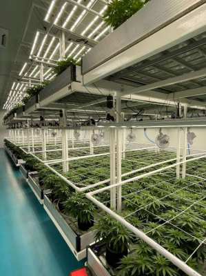 350,000 THB/mth. For Rent: Vertical Indoor Cannabis Farm in Mahasarakh