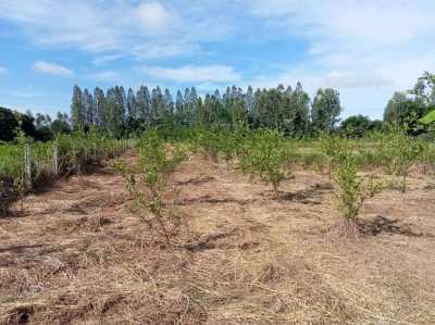 Land with house for sale 9+ rai in Khon Kaen province