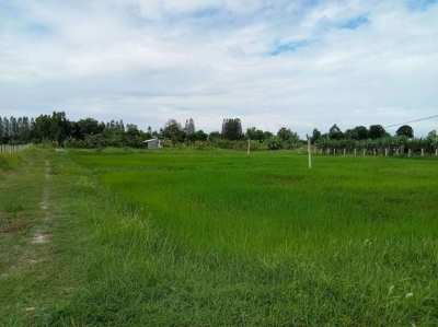 Land with house for sale 9+ rai in Khon Kaen province