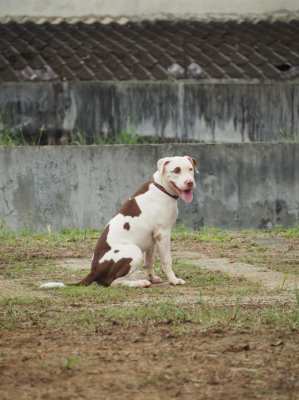 2 Pitbull Females 