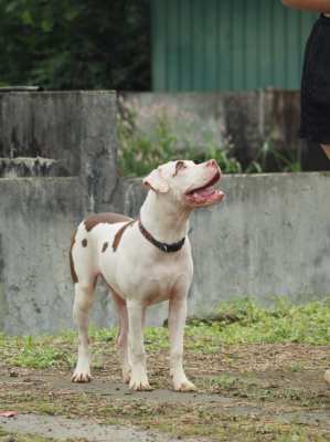 2 Pitbull Females 