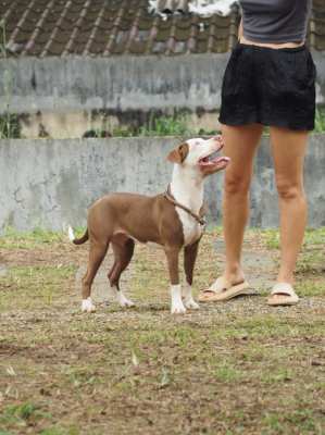 2 Pitbull Females 