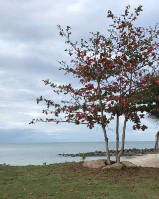 Direct Owner 5.8 Rai Beachfront Land in Sichon Nakhon Si Thammarat 