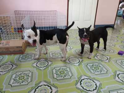 American Bully Pocket size