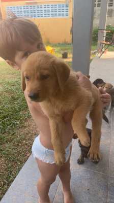 Golden Retriever mix puppies