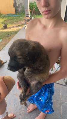 Golden Retriever mix puppies