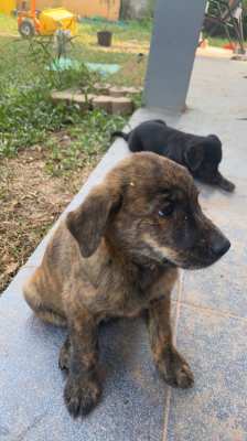 Golden Retriever mix puppies