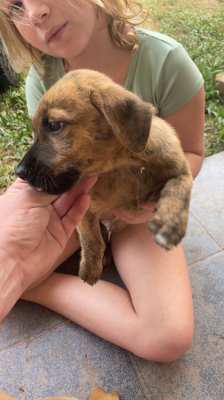 Golden Retriever mix puppies