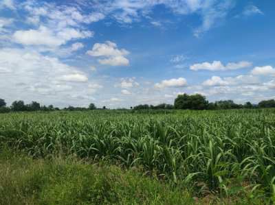 Land Kanchanaburi For Sale : Boploy 14-3-72 rai, Nice Land.