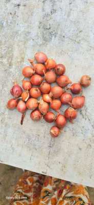 Onion&Argricultural Export from Myanmar