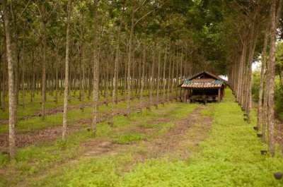 COUNTRY RETREAT/FARM LAND FOR SALE - RENT